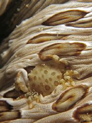 You Can't See Me! Taken In Anilao With Canon S80. by Edvin Eng 